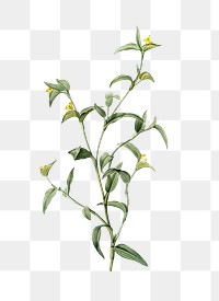 Commelina africana png sticker, vintage botanical illustration, transparent background