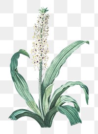 Eucomis punctata png sticker, vintage botanical illustration, transparent background