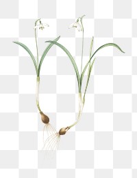 Snowdrop png sticker, vintage botanical illustration, transparent background