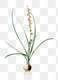 Hyacinthus serotinus png sticker, vintage botanical illustration, transparent background