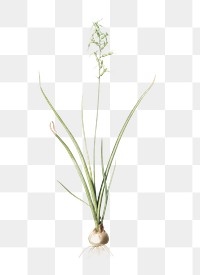 Hyacinthus viridis png sticker, vintage botanical illustration, transparent background