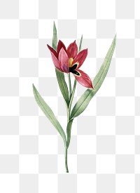 Tulipa Cculus Colis png sticker, vintage botanical illustration, transparent background