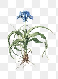 Iris scorpiodes png sticker, vintage botanical illustration, transparent background