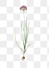 Rosy garlic png sticker, vintage botanical illustration, transparent background