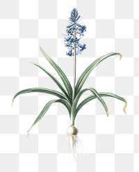 Scilla patula png sticker, vintage botanical illustration, transparent background