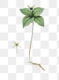 Herb paris png sticker, vintage botanical illustration, transparent background