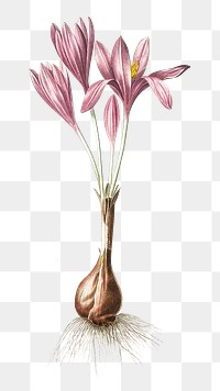 Onion plant png vintage illustration, botanical design on transparent background