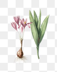 Autumn crocus png sticker, vintage botanical illustration, transparent background