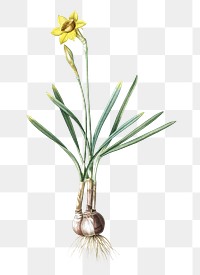 Narcissus Gouani png sticker, vintage botanical illustration, transparent background