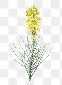 Yellow Asphodel png sticker, vintage botanical illustration, transparent background