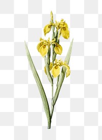 Irises png sticker, vintage botanical illustration, transparent background