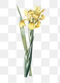 Iris Monnieri png sticker, vintage botanical illustration, transparent background