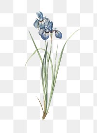 Iris pratensis png sticker, vintage botanical illustration, transparent background