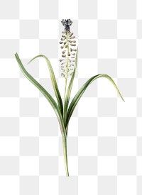 Grape hyacinth png sticker, vintage botanical illustration, transparent background