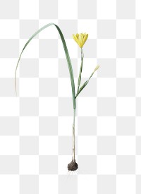 Cape tulip png sticker, vintage botanical illustration, transparent background