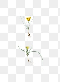 Ixia recurva flower png sticker, vintage botanical illustration, transparent background