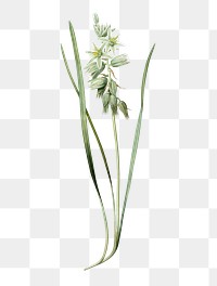 Drooping star-of-bethlehem png sticker, vintage botanical illustration, transparent background