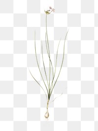 Wild Onion png sticker, vintage botanical illustration, transparent background