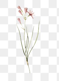 Amaryllis montana png sticker, vintage botanical illustration, transparent background