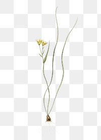 Ornithogalum spathaceum png sticker, vintage botanical illustration, transparent background