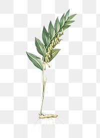 Angular solomon's seal png sticker, vintage botanical illustration, transparent background