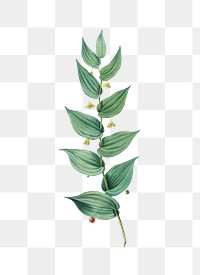 Twistedstalk png sticker, vintage botanical illustration, transparent background