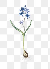 Alpine squill png sticker, vintage botanical illustration, transparent background