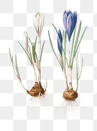 Spring crocus png sticker, vintage botanical illustration, transparent background
