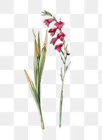 Eastern gladiolus png sticker, vintage botanical illustration, transparent background