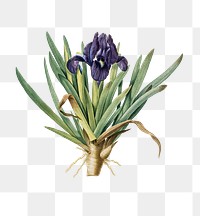 Pygmy iris png sticker, vintage botanical illustration, transparent background