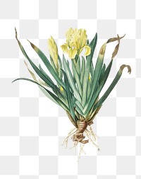 Crimean iris png sticker, vintage botanical illustration, transparent background
