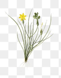 Golden blue-eyed grass png sticker, vintage botanical illustration, transparent background