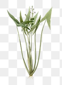 Arrowhead png sticker, vintage botanical illustration, transparent background