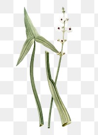Arrowhead png sticker, vintage botanical illustration, transparent background
