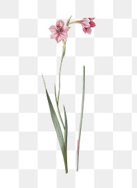 Sword lily png sticker, vintage botanical illustration, transparent background