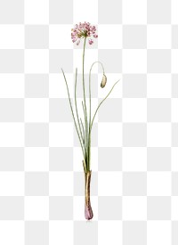 Autumn onion png sticker, vintage botanical illustration, transparent background