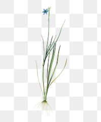 Narrow-leaf blue-eyed-grass png sticker, vintage botanical illustration, transparent background