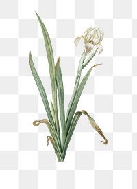 Crimean iris png sticker, vintage botanical illustration, transparent background