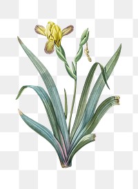 Hungarian iris png sticker, vintage botanical illustration, transparent background