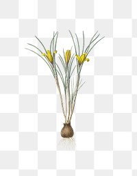 Cloth-of-gold crocus png sticker, vintage botanical illustration, transparent background