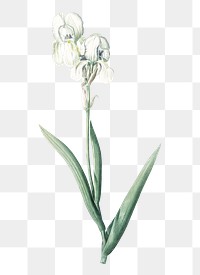 Tall bearded iris png sticker, vintage botanical illustration, transparent background