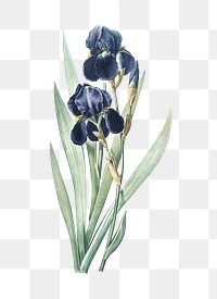 German iris png sticker, vintage botanical illustration, transparent background