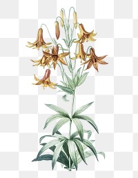 Canada lily png sticker, vintage botanical illustration, transparent background