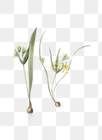 Yellow star-of-bethlehem png sticker, vintage botanical illustration, transparent background
