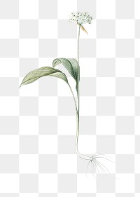 Ramsons wildflower png sticker, vintage botanical illustration, transparent background