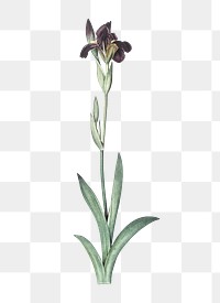 Dingy flag iris png sticker, vintage botanical illustration, transparent background