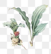 Paintbrush lily png sticker, vintage botanical illustration, transparent background