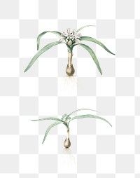 Dwarf garlic png sticker, vintage botanical illustration, transparent background