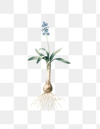 Scilla lingulata png sticker, vintage botanical illustration, transparent background