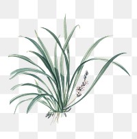 Sansevieria carnea png sticker, vintage botanical illustration, transparent background